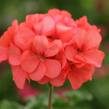 Geranium Horizon Coral Spice - коралово мушкато (5037)